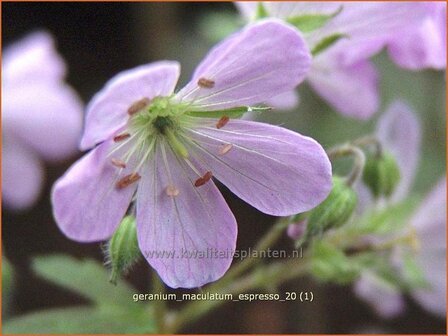 Geranium maculatum &#039;Espresso&#039; | Ooievaarsbek