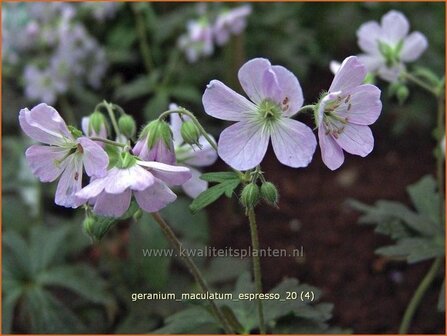Geranium maculatum &#039;Espresso&#039; | Ooievaarsbek