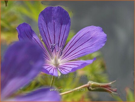 Geranium 'Nimbus' | Ooievaarsbek, Tuingeranium | Storchschnabel