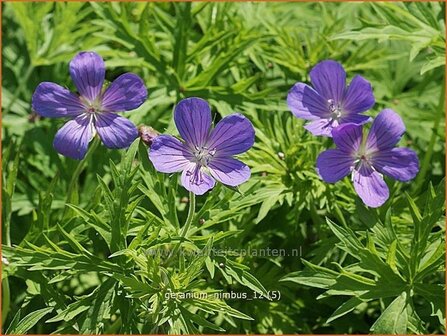 Geranium 'Nimbus' | Ooievaarsbek, Tuingeranium | Storchschnabel