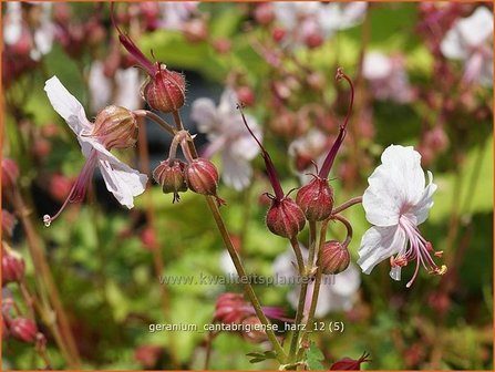 Geranium cantabrigiense &#039;Harz&#039; | Ooievaarsbek