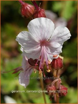 Geranium cantabrigiense &#039;Harz&#039; | Ooievaarsbek