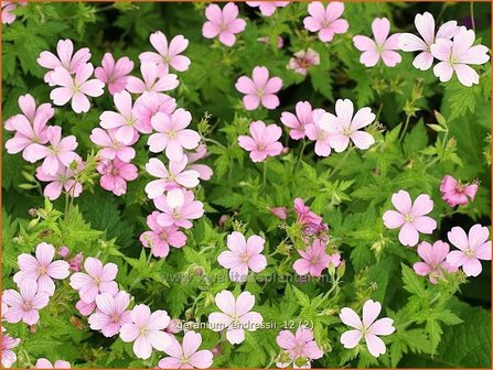 Geranium endressii | Ooievaarsbek