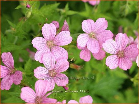 Geranium endressii | Ooievaarsbek