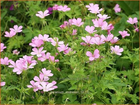 Geranium endressii | Ooievaarsbek