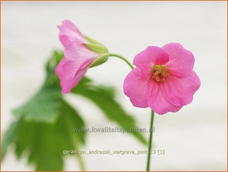 Geranium endressii &#039;Wargrave Pink&#039; | Ooievaarsbek