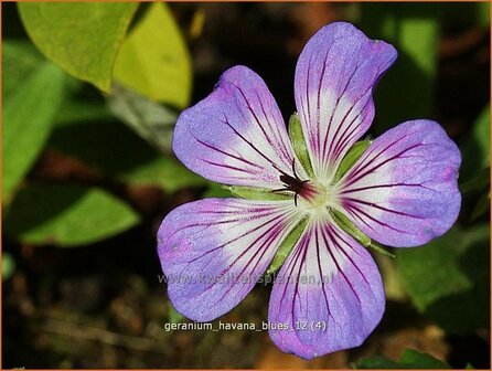 Geranium 'Havana Blues' | Ooievaarsbek
