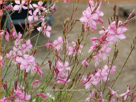 Gaura lindheimeri &#039;Siskiyou Pink&#039; | Prachtkaars, Vlinderkruid