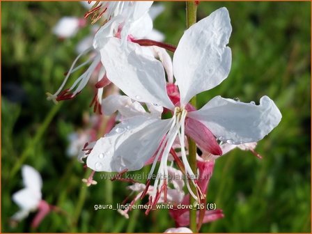 Gaura lindheimeri &#039;White Dove&#039; | Prachtkaars, Vlinderkruid