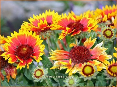 Gaillardia &#039;Kobold&#039; | Kokardebloem