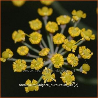 Foeniculum vulgare &#039;Purpureum&#039; | Venkel