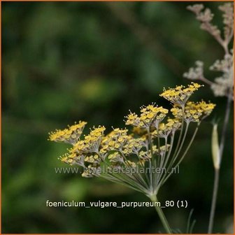 Foeniculum vulgare &#039;Purpureum&#039; | Venkel