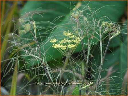 Foeniculum vulgare &#039;Purpureum&#039; | Venkel