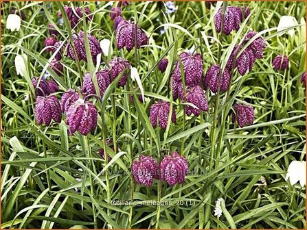 Fritillaria meleagris | Kievitsei