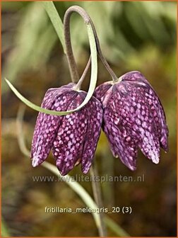 Fritillaria meleagris | Kievitsei