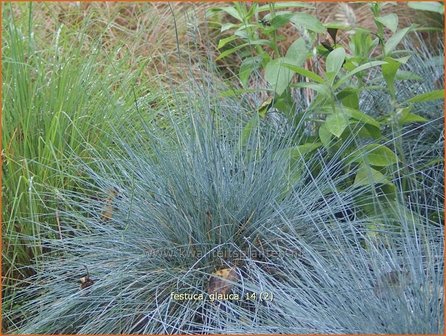 Festuca glauca | Hard zwenkgras, Blauw schapengras