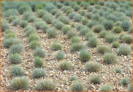 Festuca glauca | Hard zwenkgras, Blauw schapengras