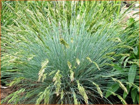 Festuca glauca | Hard zwenkgras, Blauw schapengras