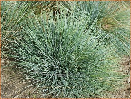 Festuca glauca &#039;Blauglut&#039; | Hard zwenkgras, Blauw schapengras