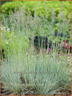 Festuca glauca &#039;Blauglut&#039; | Hard zwenkgras, Blauw schapengras