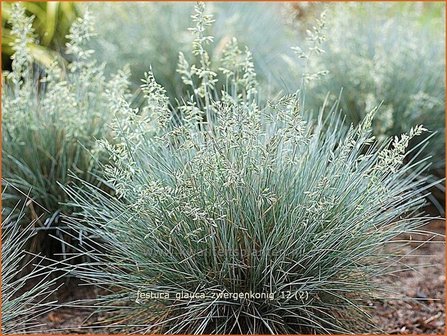 Festuca glauca &#039;Zwergenkonig&#039; | Hard zwenkgras, Blauw schapengras