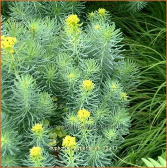 Euphorbia cyparissias | Wolfsmelk, Cipreswolfsmelk