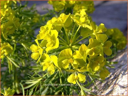 Euphorbia cyparissias | Wolfsmelk, Cipreswolfsmelk