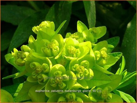 Euphorbia palustris &#039;Walenburg&#039;s Glorie&#039; | Wolfsmelk