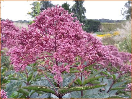 Eupatorium maculatum 'Gateway' | Koninginnekruid, Leverkruid