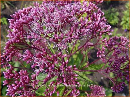 Eupatorium maculatum &#039;Riesenschirm&#039; | Gevlekt leverkruid, Koninginnekruid, Leverkruid | Gefleckter Wasserdost | S