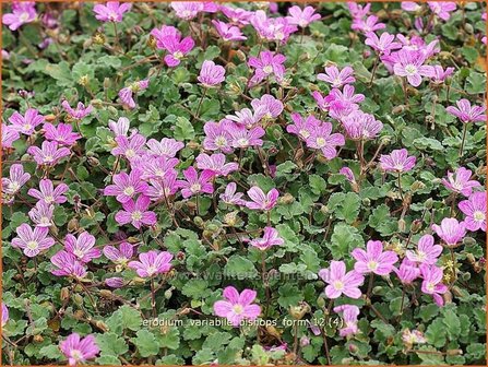 Erodium variabile &#039;Bishop&#039;s Form&#039; | Reigersbek