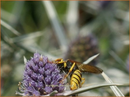 Eryngium variifolium | Kruisdistel