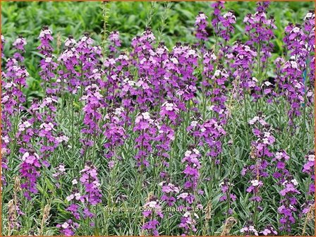 Erysimum &#039;Bowles Mauve&#039; | Vaste muurbloem