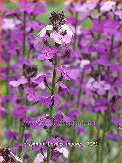 Erysimum &#039;Bowles Mauve&#039; | Vaste muurbloem