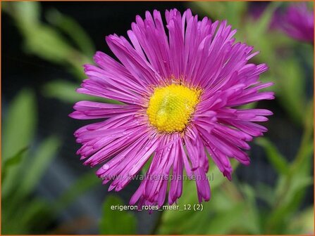 Erigeron 'Rotes Meer' | Fijnstraal