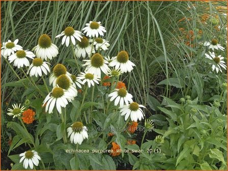 Echinacea purpurea &#039;White Swan&#039; | Zonnehoed