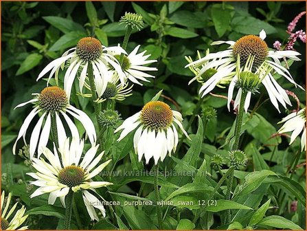 Echinacea purpurea &#039;White Swan&#039; | Zonnehoed