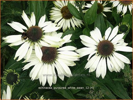 Echinacea purpurea &#039;White Swan&#039; | Zonnehoed