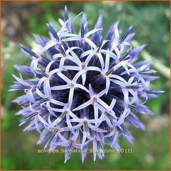 Echinops bannaticus &#039;Blue Globe&#039; | Kogeldistel