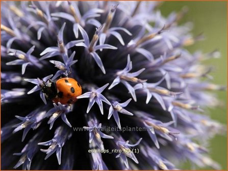 Echinops ritro | Kogeldistel