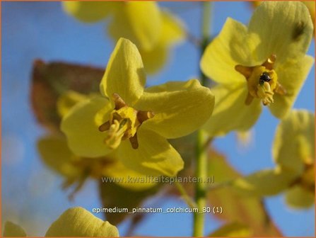 Epimedium pinnatum colchicum | Elfenbloem