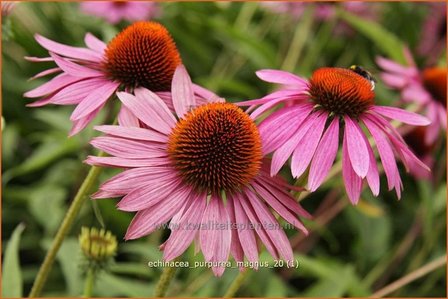 Echinacea purpurea &#039;Magnus&#039; | Zonnehoed