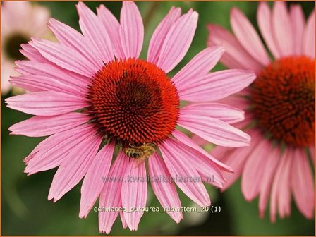 Echinacea purpurea &#039;Rubinstern&#039; | Zonnehoed