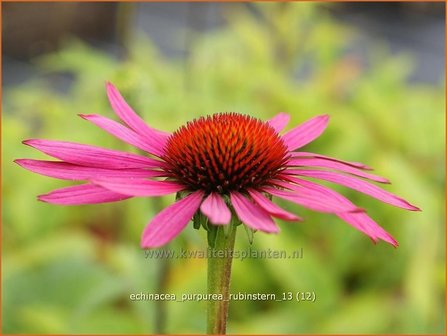 Echinacea purpurea &#039;Rubinstern&#039; | Zonnehoed