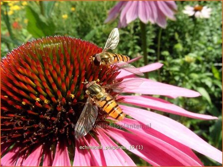 Echinacea purpurea | Zonnehoed