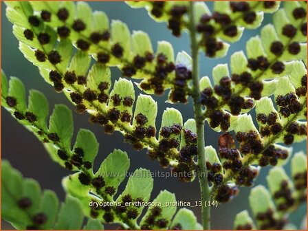 Dryopteris erythrosora 'Prolifica' | Rode sluiervaren, Herfstvaren