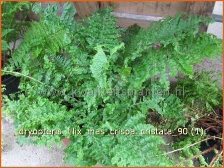 Dryopteris filix-mas 'Crispa Cristata' | Niervaren, Mannetjesvaren