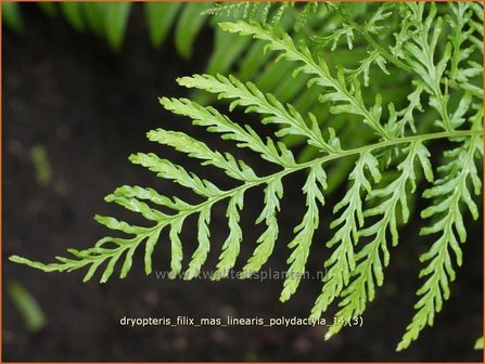 Dryopteris filix-mas &#039;Linearis Polydactyla&#039; | Niervaren, Mannetjesvaren