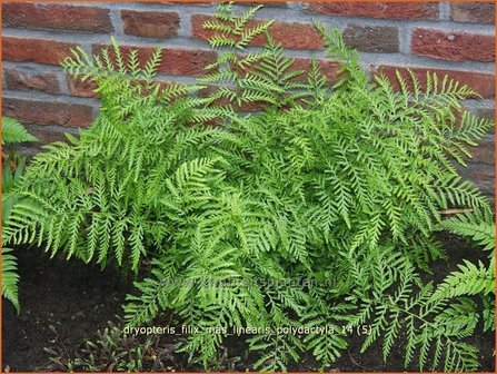 Dryopteris filix-mas &#039;Linearis Polydactyla&#039; | Niervaren, Mannetjesvaren