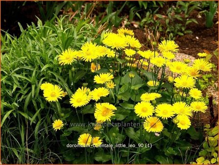 Doronicum orientale &#039;Little Leo&#039; | Voorjaarszonnebloem